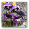Images Savigny sur Orge 2013 n083