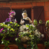 Carnaval Collonges la rouge n 216