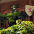 Carnaval Collonges la rouge n 219