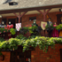Carnaval Collonges la rouge n 220