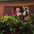 Carnaval Collonges la rouge n 222