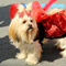 Mehun 2014 Les costumes dans la rue n034