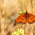 Melittee Orange n03