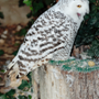 Rambouillet 102008 n208