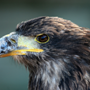 Aigle royal