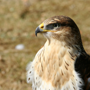Buse variable
