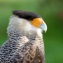 Caracara