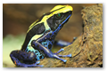 Bicolor frog (2)