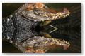 Caiman nain et son reflet