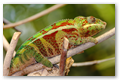 Cameleon Furcifer Pardalis