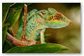 Camlon multicolor (3)