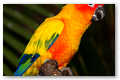 Conure soleil (2)