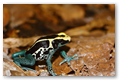 Dendrobate  tapirer