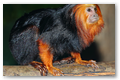 Golden-headed lion tamarin