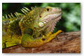 Green Iguana