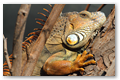 Iguane's eye