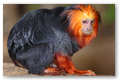 L'attente du tamarin