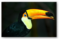 L'oeil bleu du toucan