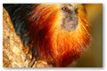 Le regard du tamarin