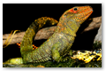 Lsard rouge de Guyane
