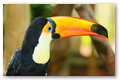 Mon ami le toucan