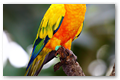 Prruche Conure soleil