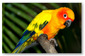 Perruche orange