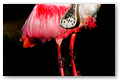 Pink spatula (4)