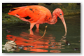 Red ibis
