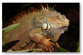 Red Iguane