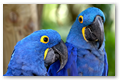 The blue twins