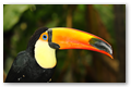 Toucan