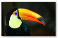 Toucan (2)