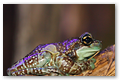 Trachycephalus resinifictrix (Rainette Kunawalu) 02
