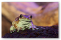 Trachycephalus resinifictrix (Rainette Kunawalu) PJ