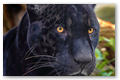 Jaguard n01