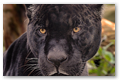 Jaguard n04