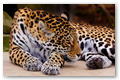 Jaguard n05