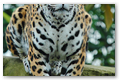 Jaguard n06
